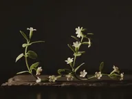 Bacopa monnieri in flower.