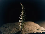 A sprig of Huperzia serrata.