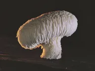 Lion’s mane mushroom.